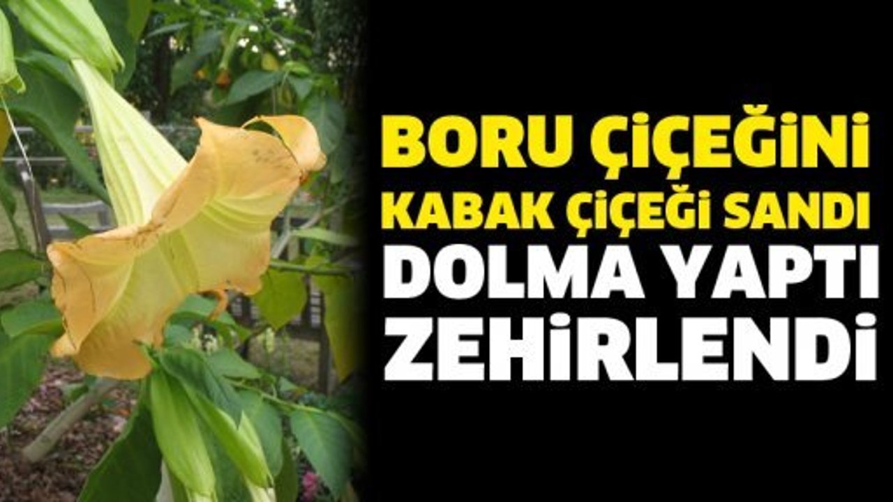 Boru çiçeğinden dolma yaptı zehirlendi!