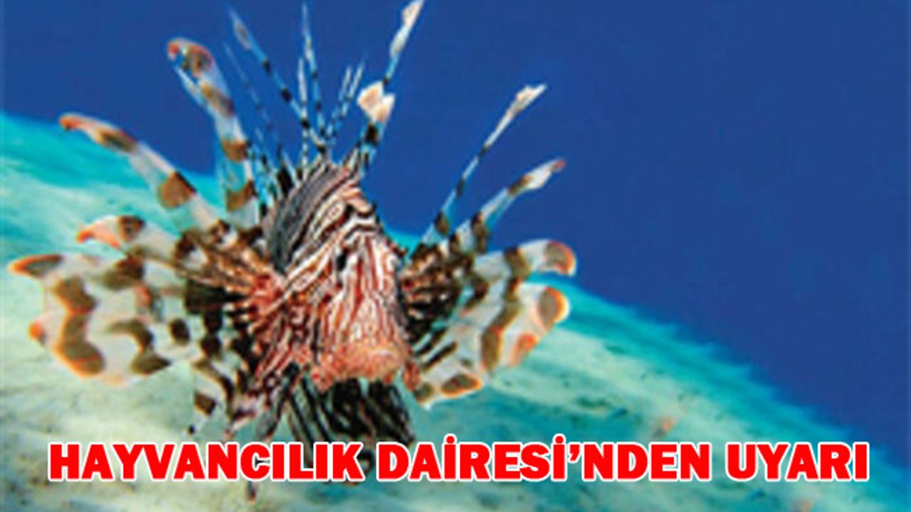 Hayvancılık Dairesi balon ve aslan balıkları hakkında uyardı