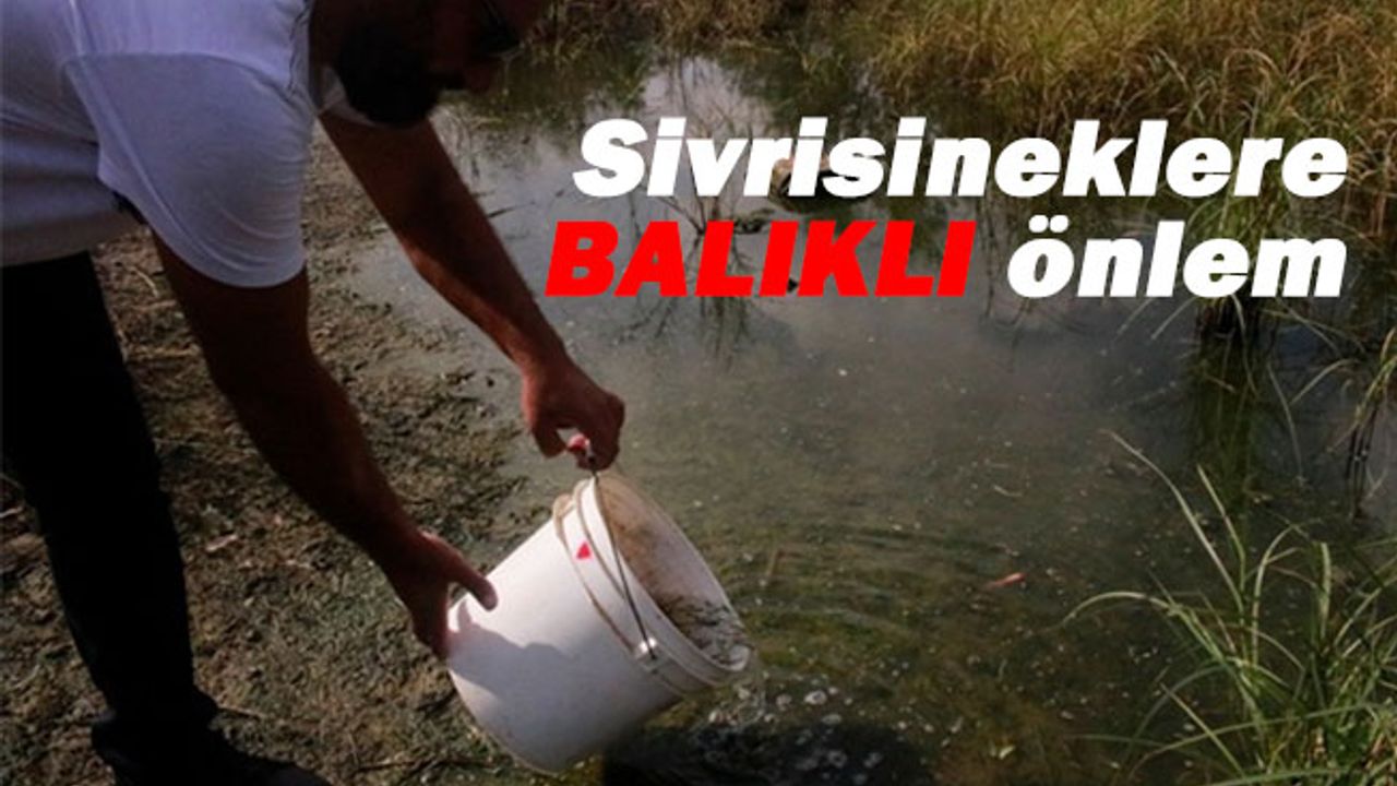 Gazimağusa Belediyesi Çanakkale Göleti’ne Sivrisinek Larvalarını Yiyen Balıklar Bıraktı