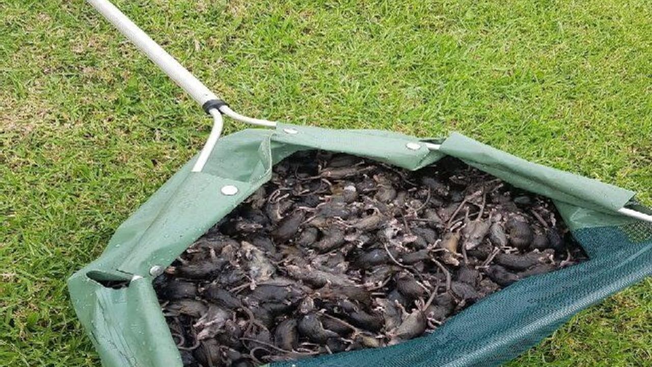 Avustralya'da fare istilası: Acil eylem planı istendi