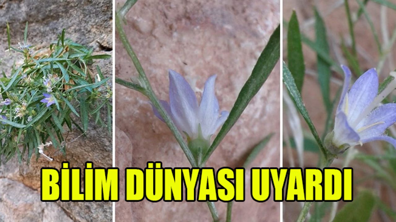 Türkiye'de yeni bir bitki türü keşfedildi!