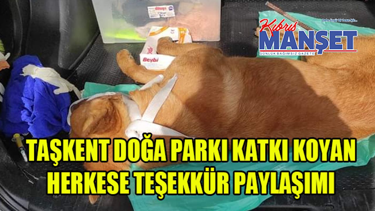 Demirhan'da Vücuduna İnşaat Demiri Saplanan Köpek Ortak Çaba İle Kurtarıldı!