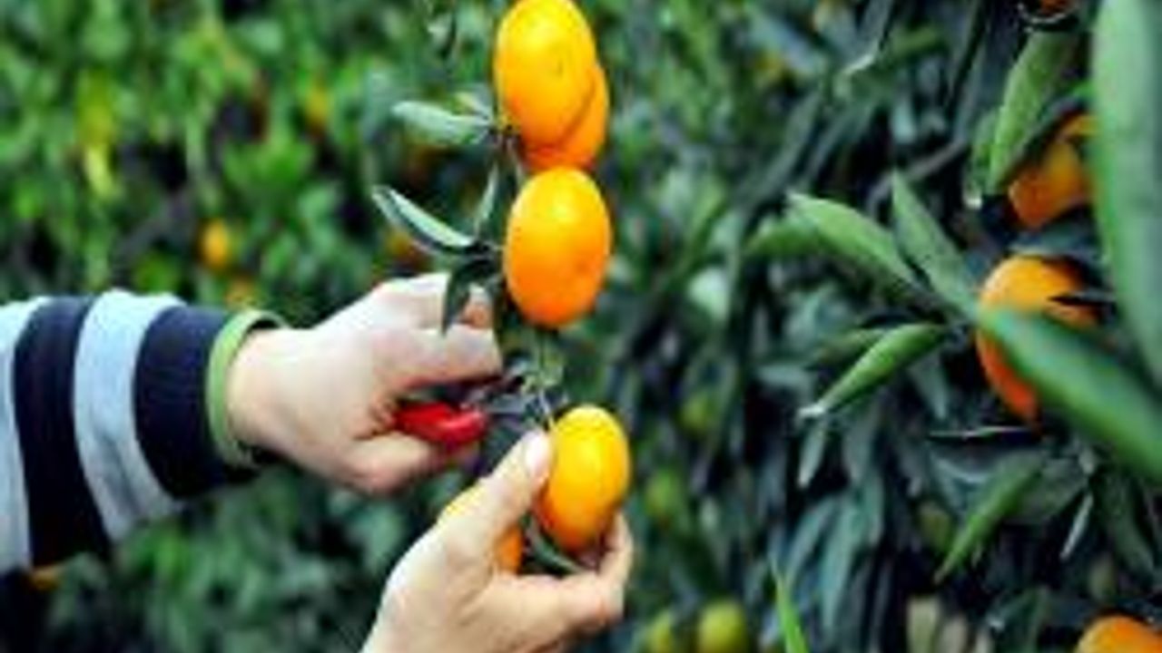 Narenciye Üreticileri Birlikleri: “cypfruvex Ltd’in Özelleştirilmesine Karşıyız”