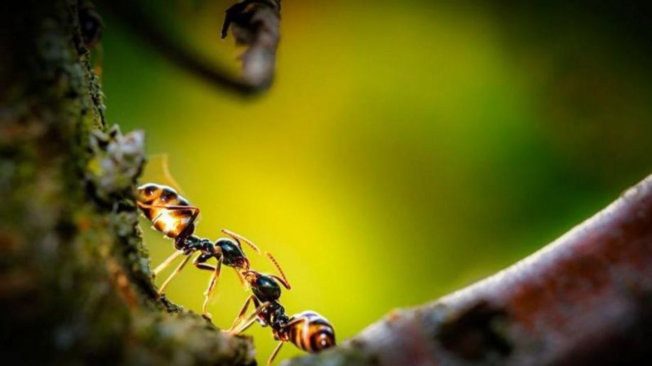 Kanseri koklayabilen karıncalar…