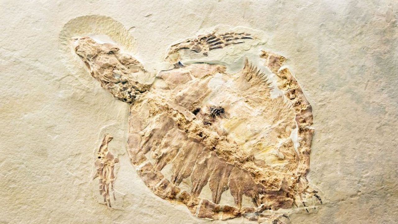 Mısır'da 70 milyon yıllık kaplumbağa fosili bulundu