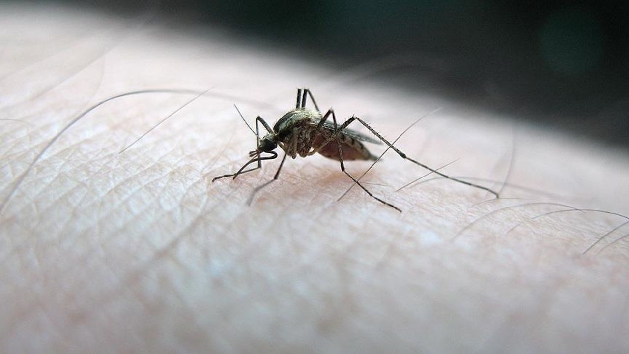 Dünya Genelinde 2021'de 619 Bin Kişi Sıtma Nedeniyle Öldü