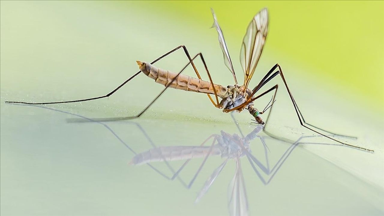 Gana'da Sıtmayı Daha Hızlı Bulaştıran Sivrisinek Türü Tespit Edildi