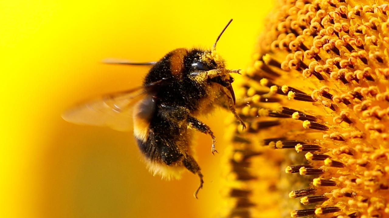 Belçika'da Arıların Saldırısına Uğrayan Çok Sayıda Kişi Hastanelik Oldu
