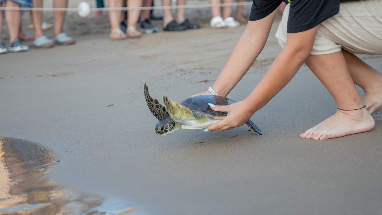 Boğulma Tehlikesi Yaşayan Kaplumbağa Denize Bırakıldı