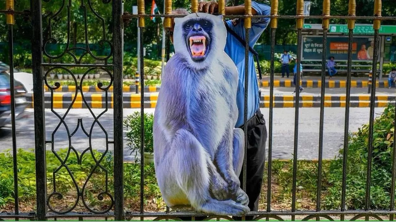 Hindistan'da G20 Liderler Zirvesi Öncesi "Maymun" Önlemi