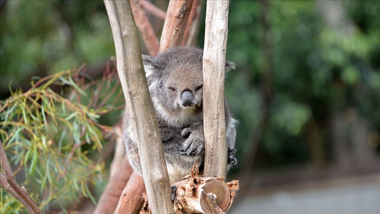 Avustralya'nın Yeni Güney Galler eyaletinde koalaların neslini korumak için ağaç kesimi durduruldu