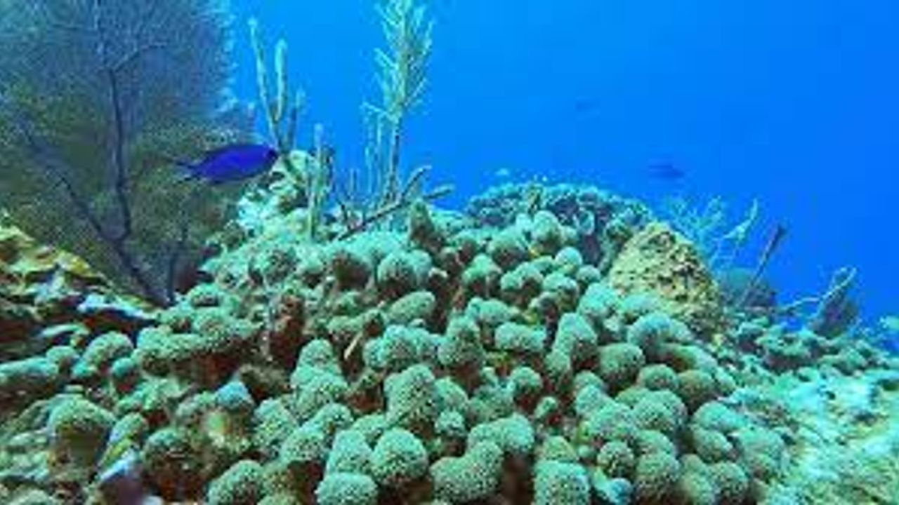 İklim Değişikliği Nedeniyle Deniz Canlıları Yaşam Alanlarını Değiştiriyor