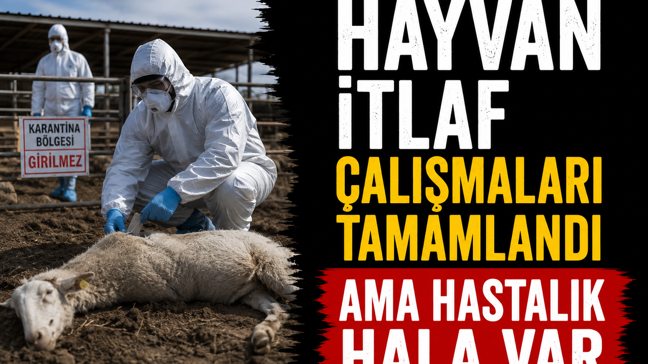 Hayvan itlaf çalışmaları tamamlandı ama hastalık hala var