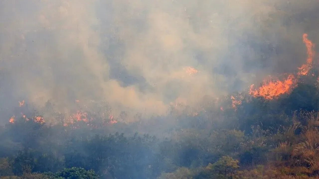 WWF: İtalya'da bu yaz çıkan orman yangınlarında 70 bin hektar alan kül oldu