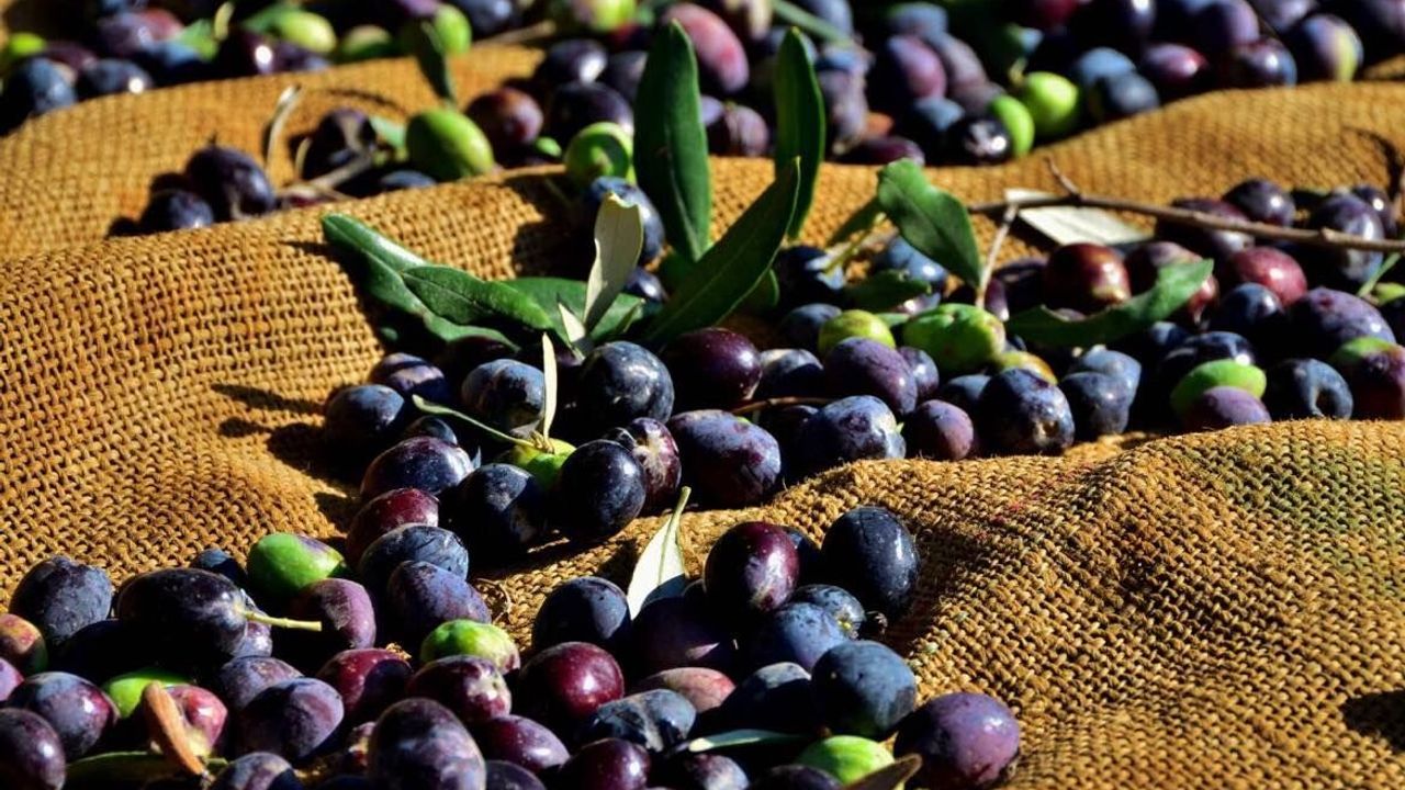 Gazimağusa ilçesi zeytin hasadı başlama tarihleri belirlendi