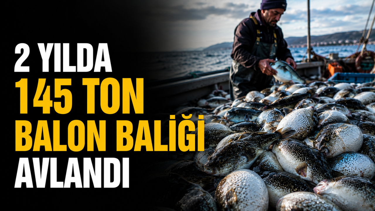 2 yılda 145 ton balon balığı avlandı