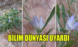 Türkiye'de yeni bir bitki türü keşfedildi!