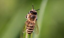 Araştırma: Değişen Sıcaklıklar Böcek İlaçlarının Arılar Üzerindeki Olumsuz Etkisini Artırıyor