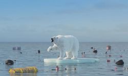 Bilim İnsanları, Kuzey Kutbu'nda Plastikleri Parçalayan Mikroorganizmalar Keşfetti