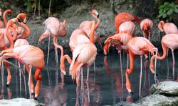 Yunanistan'da Onlarca Ölü Flamingo Bulundu