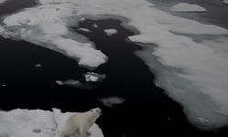 Kutup Ayılarının Eriyen Dünyası "Kuzey Kutbu"