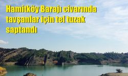 Hamitköy Barajı civarında tavşanlar için tel tuzak saptandı