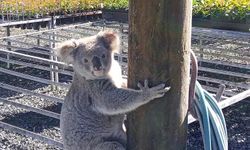 4 Bin Dolarlık Fideleri Yiyen 'Koala' İş Üstünde Yakalandı