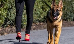 Biden'ın Köpeği "Commander" Bir Gizli Servis Personelini Daha Isırdı