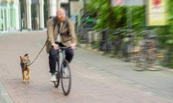 Hollanda'da Bir Belediye Köpek Dışkısıyla Mücadele İçin DNA Veri Tabanı Kuruyor