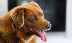 Dünyanın En Yaşlı Köpeği Bobi 31 Yaşında Öldü