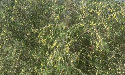 Paşaköy Çiftliği’nde Bulunan Zeytin Bahçesindeki Ürün Dalından Kapalı Zarf Usulü İle Satılacak