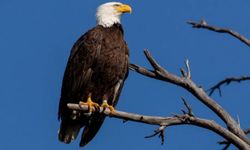 ABD'de İki Kişi Kartal Türleri De Dahil 3 Bin 600 Kuşu Öldürmekle Suçlanıyor