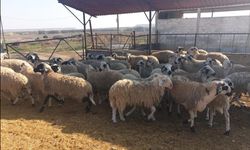 Kasaplık Kuzu Ve Koyunlar Canlı Ağırlık Üzerinden Satılacak