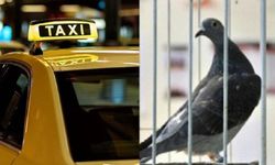 Tokyo'da "Öfkelenen" Taksi Şoförü, Güvercini Kasten Ezip Öldürmekten Tutuklandı