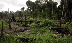 Brezilya, Amazonlardaki Ormansızlaşmanın Geçen Yıl Yüzde 50 Azaldığını Açıkladı