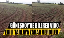 Güneşköy'de bilerek vigo ekili tarlaya zarar verdiler