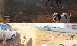 Güzelyurt Hayvanları Koruma Derneği: “Kalkanlı Köyü sokak köpeği tehlikesine maruz bırakıldı”