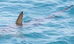 Hawaii'de Köpek Balığının Yaraladığı Sörfçü Öldü