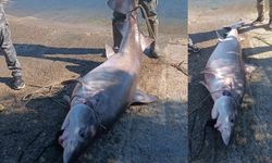 Yeşilırmak açıklarında 200 kiloluk dev köpek balığı ağlara takıldı