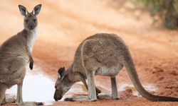 Avustralya'da Araştırmacılar, Nesli Tükenmiş 3 Yeni Kanguru Türü Keşfetti