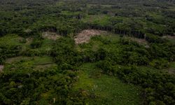 Brezilya Ve Kolombiya'da Tropik Ormanlarda Geçen Yılki Ağaç Kaybı 2022'ye Göre Önemli Ölçüde Azaldı