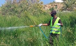 Gazimağusa Belediyesi sivrisinekle mücadeleye göletler ve su birikintilerinde devam ediyor