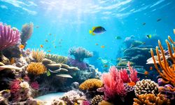 Bilim İnsanları, Resifleri Ses Dalgalarıyla Yeniden Canlandırmaya Çalışıyor