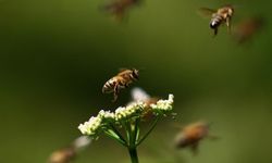 Uzmanlara Göre Toz Taşınımı Bal Arılarının İletişimlerini, Yön Duygularını Ve Besin Kaynaklarını Olumsuz Etkiledi