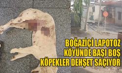 Boğaziçi Lapotoz köyünde başı boş köpekler dehşet saçıyor