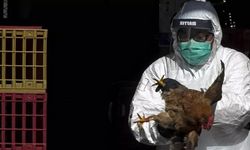 DSÖ, Meksika'da Kuş Gribinin Bir Alt Türü Olan A (H5N2) Nedeniyle İlk Ölümü Doğruladı
