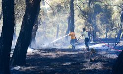 İzmir Ve Balıkesir'deki Orman Yangınları Kontrol Altına Alındı