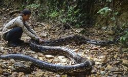 Endonezya'da 9 Metrelik Piton Bir Kadını Yuttu