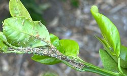 HP: “Turunçgil Yeşillenme Hastalığına Sebep Olan Vektör Böceğin Popülasyonu Artıyor”