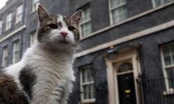 İngiltere'de Başbakanlık Ofisi'nin Değişmeyen İsmi Kedi Larry…